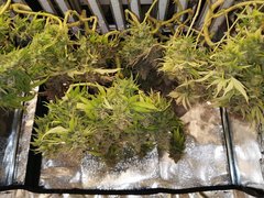 IMG_20200720_233306.jpg
