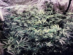IMG_20200721_212714.jpg