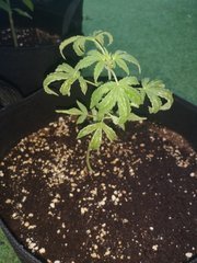 Dinamed Kush Auto