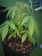 Dinamed Kush Auto