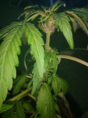 Dinamed Kush Auto Zoom
