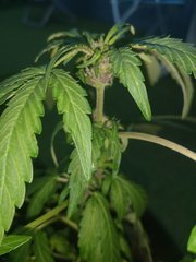 Dinamed Kush Auto Zoom 2