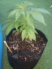 Dinamed CBD +