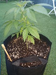 Dinamed CBD +