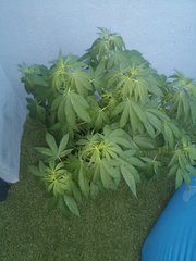 Purple Orange CBD Top