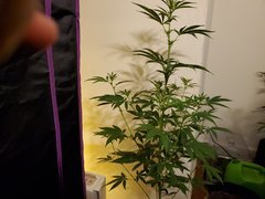 IMG_20200721_214752.jpg