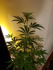 IMG_20200721_214814.jpg