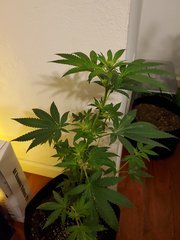 IMG_20200721_215053.jpg