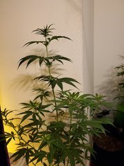 IMG_20200721_215458.jpg