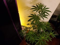 IMG_20200721_215505.jpg