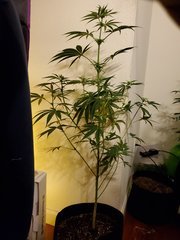 IMG_20200721_215933.jpg