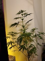 IMG_20200721_215952.jpg