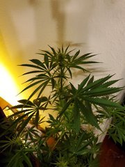 IMG_20200721_220006.jpg