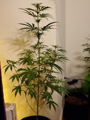 IMG_20200721_220329.jpg