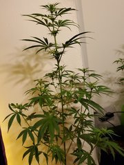 IMG_20200721_220342.jpg
