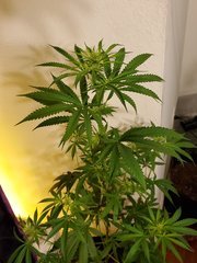 IMG_20200721_220348.jpg
