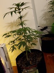 IMG_20200721_220603.jpg