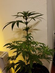 IMG_20200721_220610.jpg