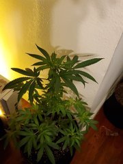 IMG_20200721_220620.jpg