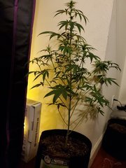 IMG_20200721_221033.jpg