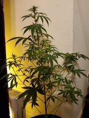 IMG_20200721_221043.jpg