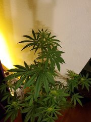 IMG_20200721_221049.jpg