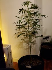 IMG_20200721_221309.jpg
