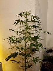 IMG_20200721_221315.jpg