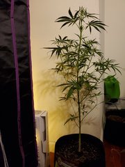 IMG_20200721_221802.jpg