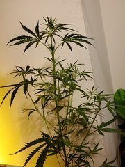 IMG_20200721_221808.jpg