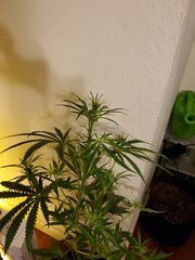 IMG_20200721_221817.jpg