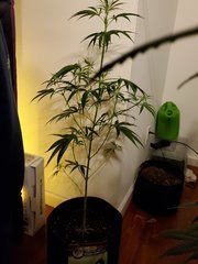 IMG_20200721_222155.jpg