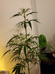 IMG_20200721_222204.jpg
