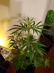 IMG_20200721_222210.jpg