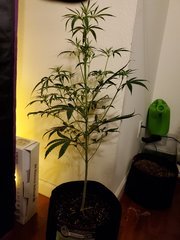 IMG_20200721_222424.jpg