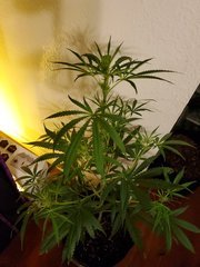 IMG_20200721_222437.jpg