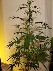 IMG_20200721_222746.jpg