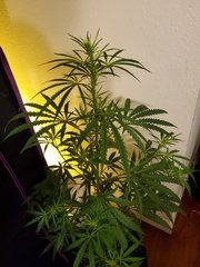 IMG_20200721_222807.jpg