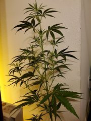 IMG_20200721_223104.jpg