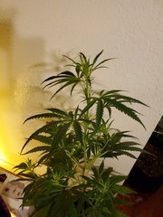IMG_20200721_223113.jpg