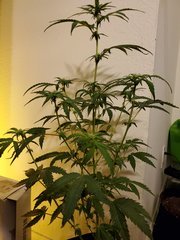 IMG_20200721_223554.jpg