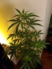 IMG_20200721_223610.jpg