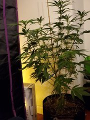 IMG_20200721_224435.jpg