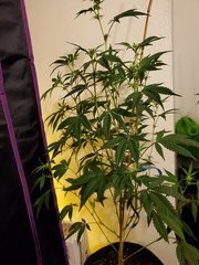 IMG_20200721_225037.jpg