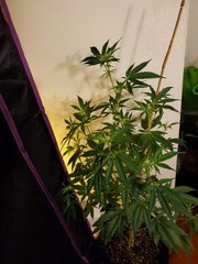 IMG_20200721_225048.jpg