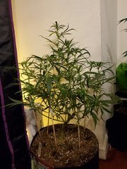 IMG_20200721_230421.jpg