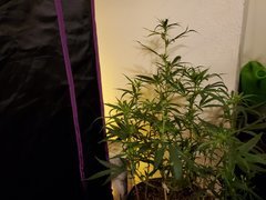 IMG_20200721_230430.jpg
