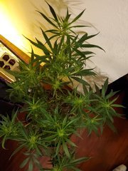 IMG_20200721_230446.jpg