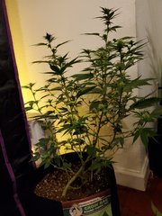 IMG_20200721_231131.jpg