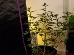IMG_20200721_231143.jpg